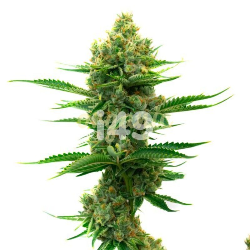 Mazar regular marijuana seeds