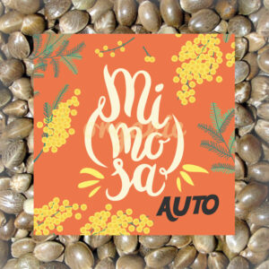 Mimosa autoflower marijuana seeds