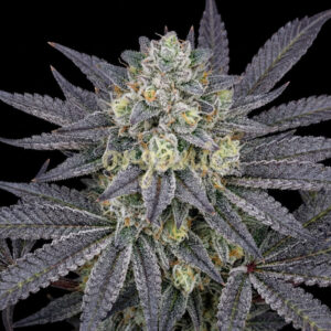 Mimosa Cake feminized marijuana seeds