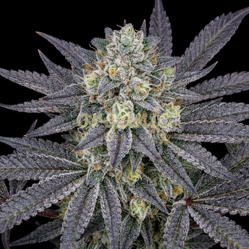 Mimosa Cake feminized marijuana seeds