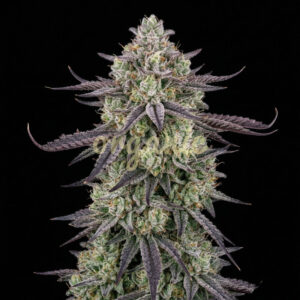 Mimosa EVO feminized marijuana seeds