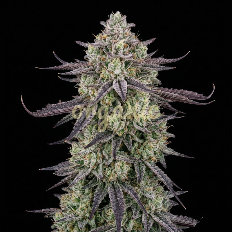 Mimosa EVO feminized marijuana seeds