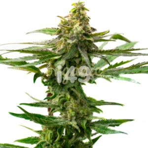 Moby Dick x Do-Si-Dos feminized marijuana seeds