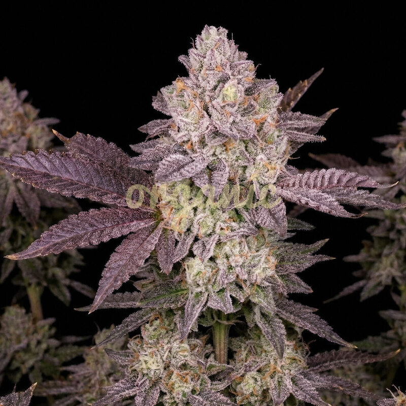 Moonbow autoflower marijuana seeds