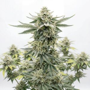 Mystic Gorilla autoflower marijuana seeds