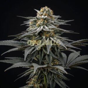 Northern Lights #10 x Amnesia Haze feminized marijuana seeds
