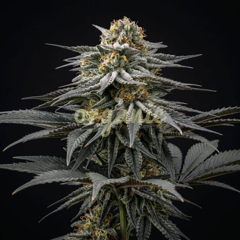 Northern Lights #10 x Amnesia Haze feminized marijuana seeds