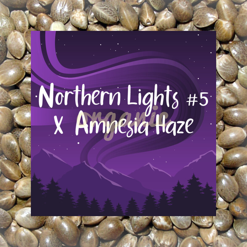 Northern Lights #5 x Amnesia Haze feminized marijuana seeds