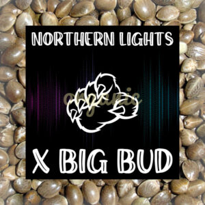 Northern Lights x Big Bud autoflower marijuana seeds