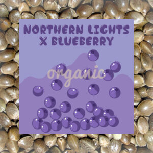 Northern Lights x Blueberry autoflower marijuana seeds