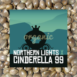 Northern Lights x Cinderella 99 feminized marijuana seeds