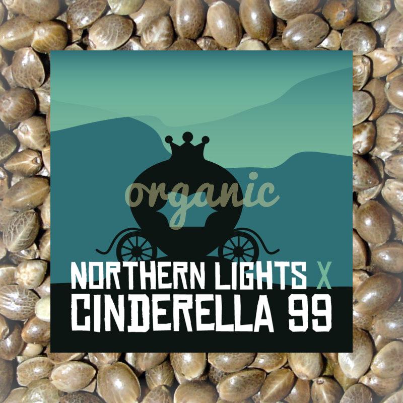 Northern Lights x Cinderella 99 feminized marijuana seeds