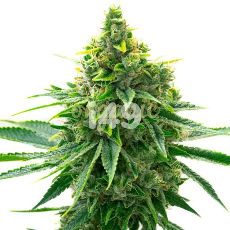 OG Kush regular marijuana seeds
