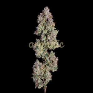 Oh My Thai autoflower marijuana seeds