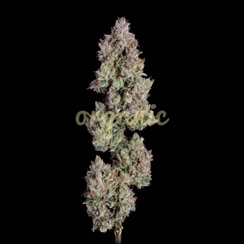 Oh My Thai autoflower marijuana seeds