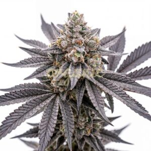 Orange Glaze feminized marijuana seeds
