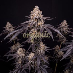 Oreoz Cake feminized marijuana seeds