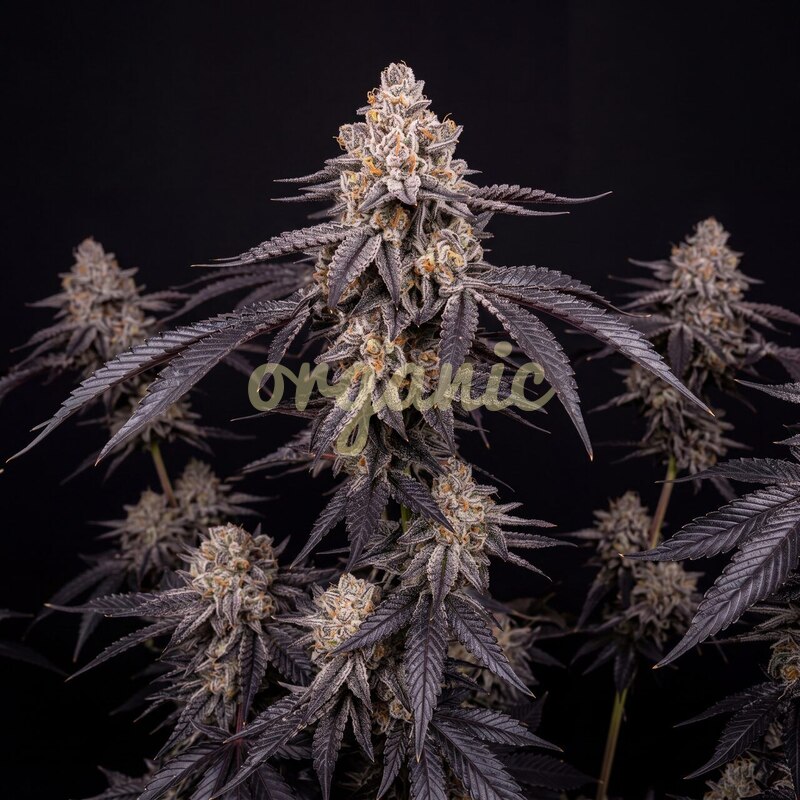 Oreoz Cake feminized marijuana seeds