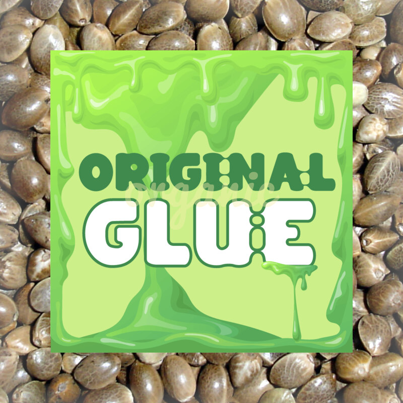 Original Glue feminized marijuana seeds