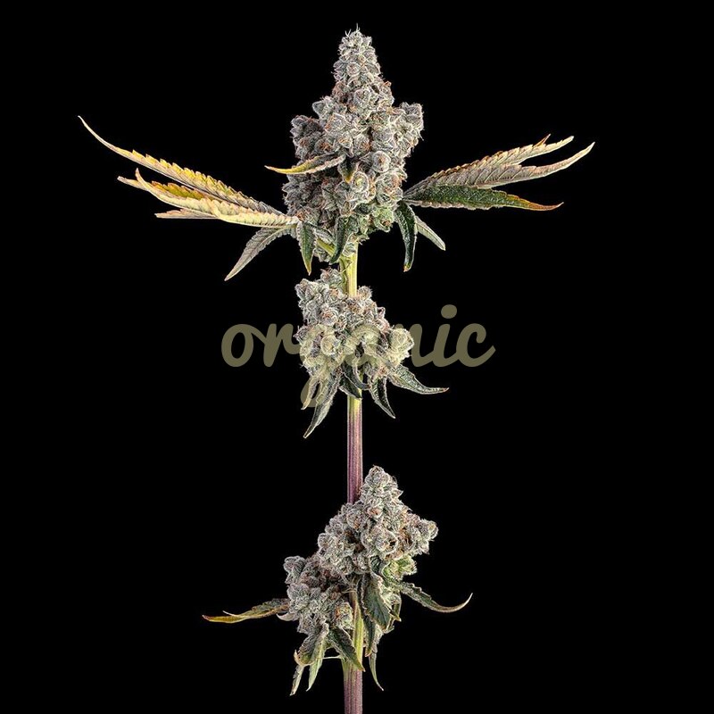 Overtime feminized marijuana seeds