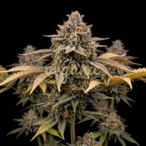 Pancakes feminized marijuana seeds