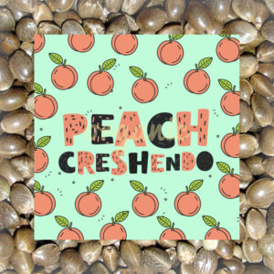 Peach Creshendo feminized marijuana seeds