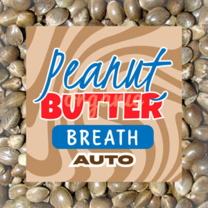 Peanut Butter Breath autoflower marijuana seeds