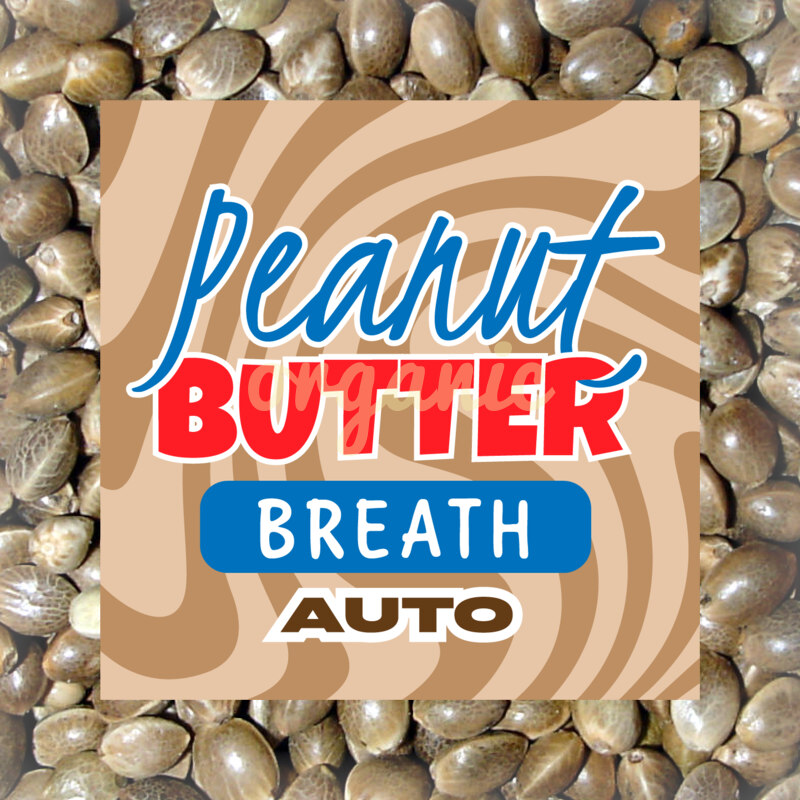Peanut Butter Breath autoflower marijuana seeds