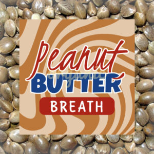 Peanut Butter Breath feminized marijuana seeds