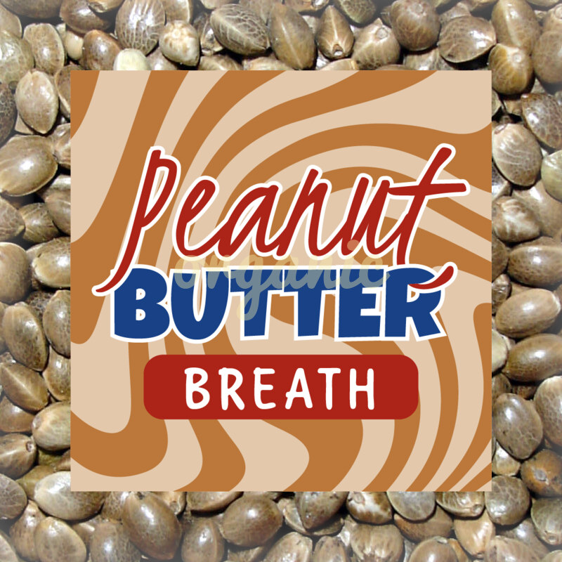 Peanut Butter Breath feminized marijuana seeds