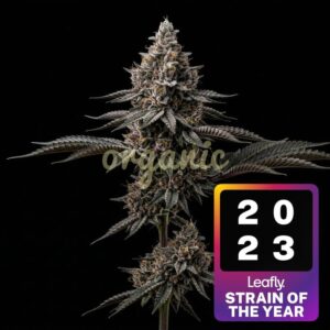 Permanent Marker feminized marijuana seeds