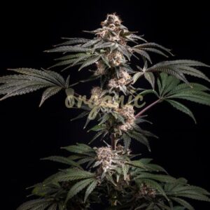 Pilot feminized marijuana seeds