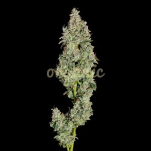 Pineapple Daddy autoflower marijuana seeds