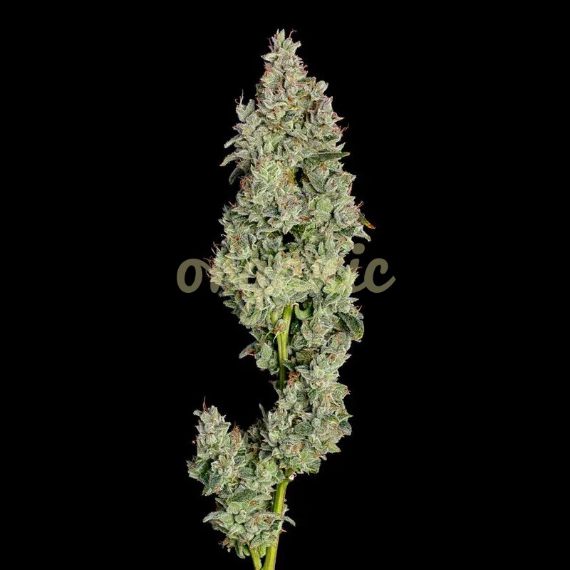 Pineapple Daddy autoflower marijuana seeds