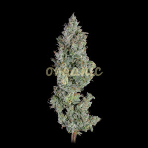 Pineapple Diesel autoflower marijuana seeds