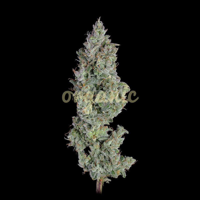 Pineapple Diesel autoflower marijuana seeds