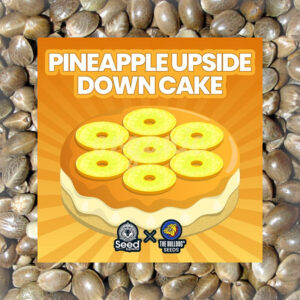 Pineapple Upside Down Cake feminized marijuana seeds