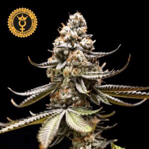 Pink Truffle feminized marijuana seeds