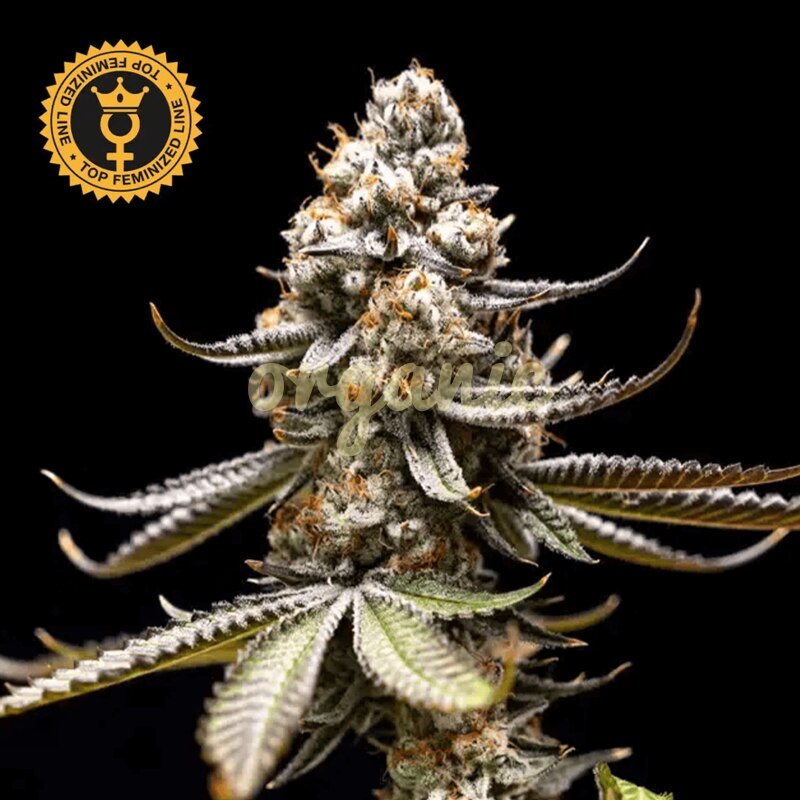 Pink Truffle feminized marijuana seeds