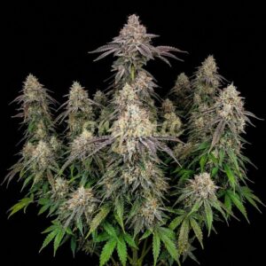 Power Plant autoflower marijuana seeds
