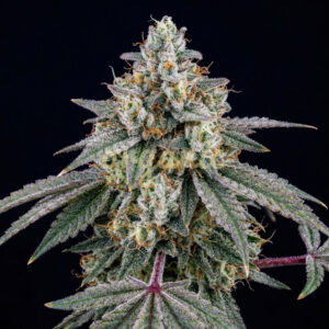 Pure Kush feminized marijuana seeds
