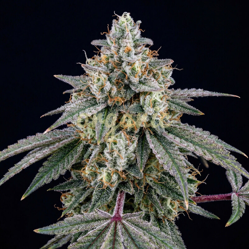 Pure Kush feminized marijuana seeds