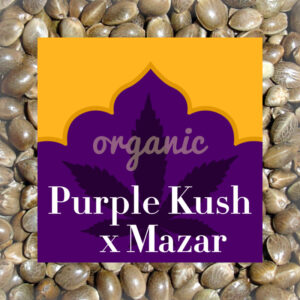 Purple Kush x Mazar feminized marijuana seeds