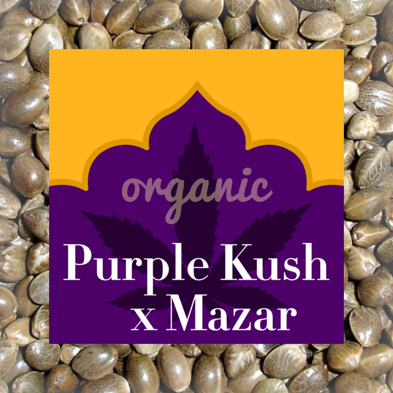 Purple Kush x Mazar feminized marijuana seeds