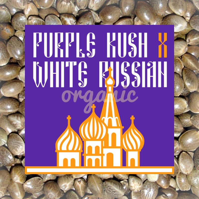 Purple Kush x White Russian feminized marijuana seeds