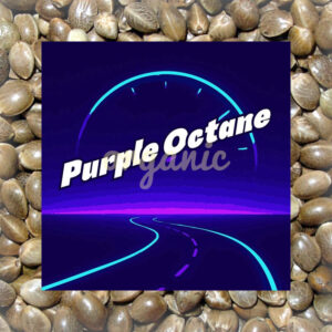 Purple Octane feminized marijuana seeds