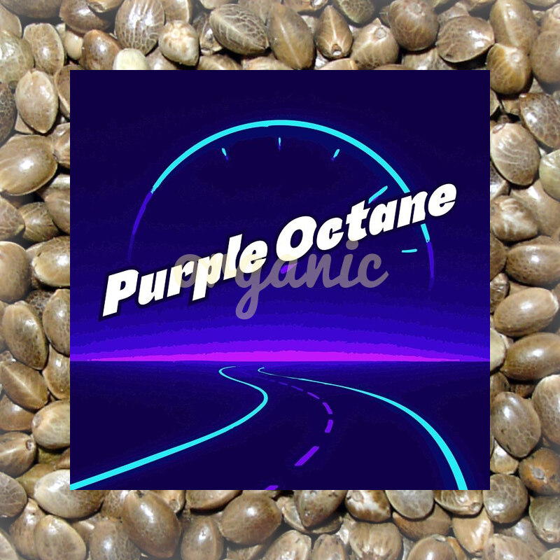Purple Octane feminized marijuana seeds