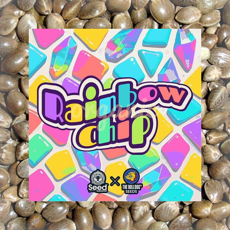 Rainbow Chip feminized marijuana seeds