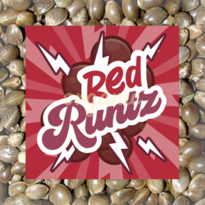 Red Runtz feminized marijuana seeds