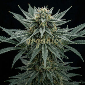 Roadrunner Skunk feminized marijuana seeds